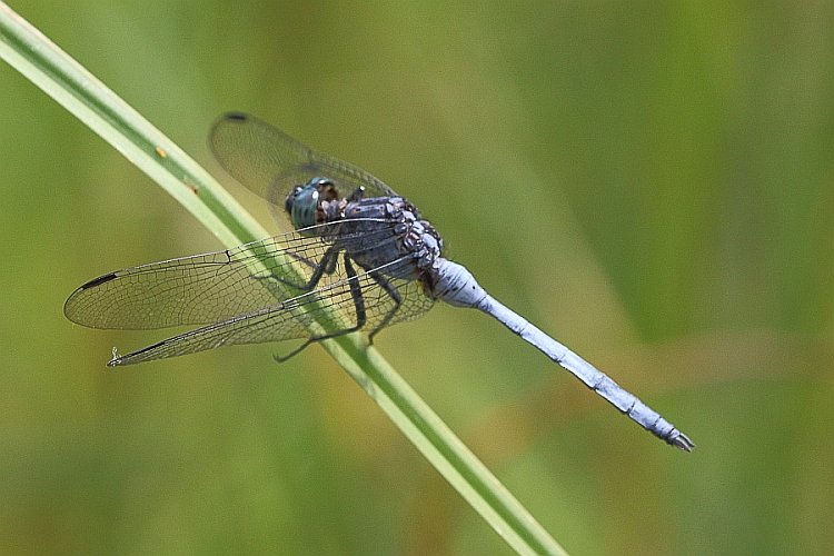 J17_1101 Julia Skimmer male.jpg